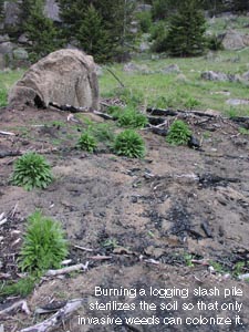 Slash pile burn home to invasive weeds.